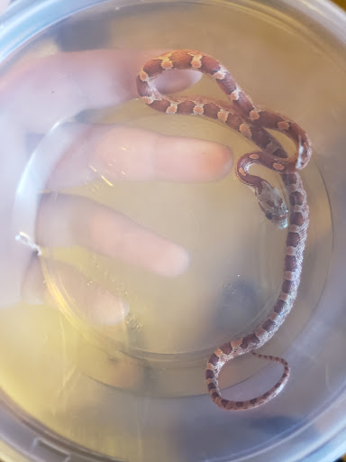 Pet Store «Parker Exotic Pets», reviews and photos, 17880 Cottonwood Dr, Parker, CO 80134, USA