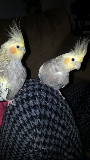 Pet Store «12th & Spring Pet Shop», reviews and photos, 1000 N 12th St, Reading, PA 19604, USA