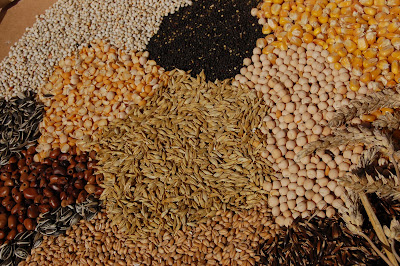 Graineterie de Wadicourt à Dompierre-sur-Authie
