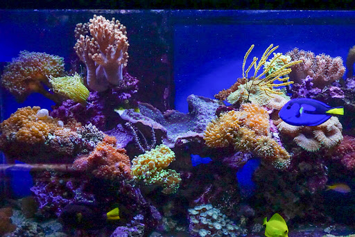 Tropical Fish Store «ABC Aquarium», reviews and photos, 2555 Baird Rd, Penfield, NY 14526, USA