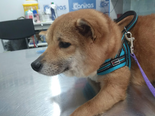 Canitas Veterinary Sevilla Este en Sevilla