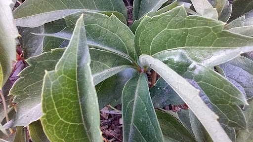 Fishing Store «Reel Anglers Fly Shop», reviews and photos, 760 S Auburn St, Grass Valley, CA 95945, USA