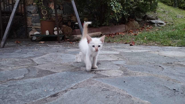 Αριθμός τηλεφώνου MYLOS - ΠΑΡΑΔΟΣΙΑΚΟΣ ΞΕΝΩΝΑΣ ΜΥΛΟΣ