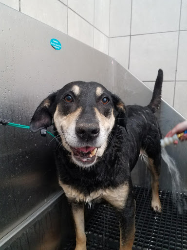 Pet Supply Store «Pet Supplies Plus», reviews and photos, 713 Brandilynn Blvd, Cedar Falls, IA 50613, USA