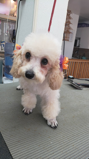 Pet Store «Rainbow Pet Supplies», reviews and photos, 3940 58th St, Woodside, NY 11377, USA