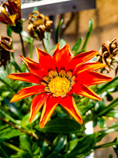 Florist «Sykes the Florist and Greenhouses», reviews and photos, 1300 Lawrence St, Lowell, MA 01852, USA