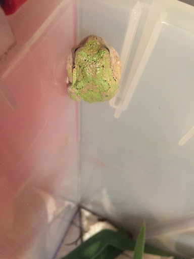 Pet Supply Store «Petco Animal Supplies», reviews and photos, 187 Stonebrook Pl, Jackson, TN 38305, USA