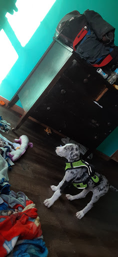 Pet Supply Store «Pet Supplies Plus», reviews and photos, 713 Brandilynn Blvd, Cedar Falls, IA 50613, USA