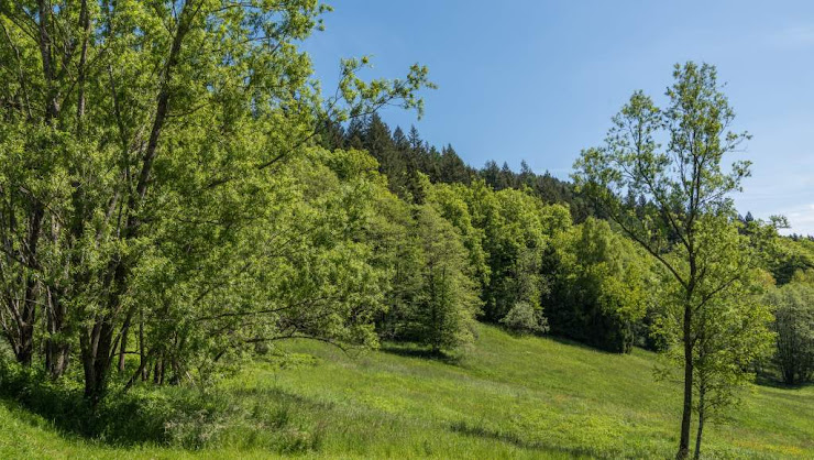 Photo Ferienhausvermietung Traumferienhäuser Schwarzwald 72275 Alpirsbach