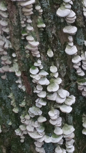 Nature Preserve «Gummere Woods And Marsters Preserve Trail», reviews and photos, 4 Wheeler Rd, North Grafton, MA 01536, USA