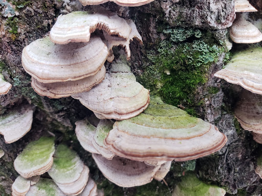 State Park «Lowell-Dracut-Tyngsborough State Forest», reviews and photos, Trotting Park Rd, Dracut, MA 01826, USA