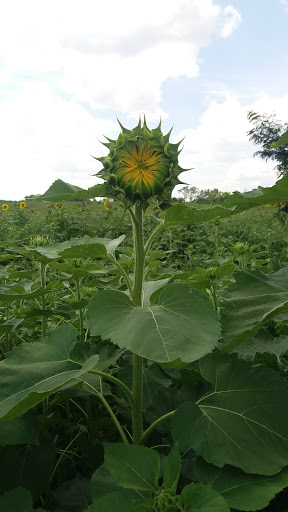 Park «Cottell Park», reviews and photos, 5847 Irwin Simpson Rd, Mason, OH 45040, USA