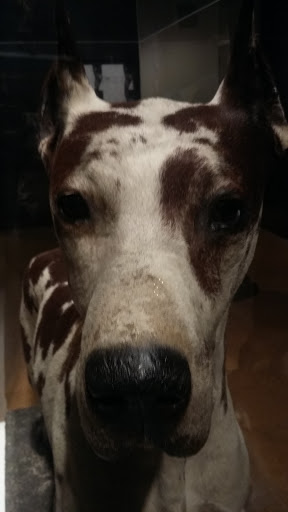 Modern Art Museum «The Andy Warhol Museum», reviews and photos, 117 Sandusky St, Pittsburgh, PA 15212, USA