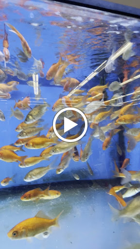 Pet Supply Store «Petco Animal Supplies», reviews and photos, 10511 S 15th St, Bellevue, NE 68123, USA