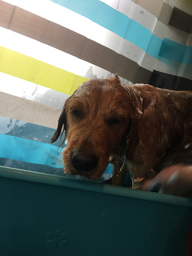 Pet Groomer «Precious Paws Pet Grooming», reviews and photos, 1807 Franklin St, Michigan City, IN 46360, USA