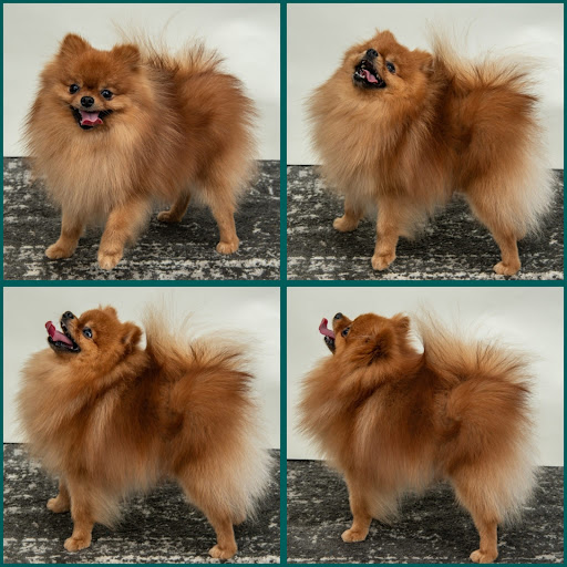 Bella Luna Pomeranians