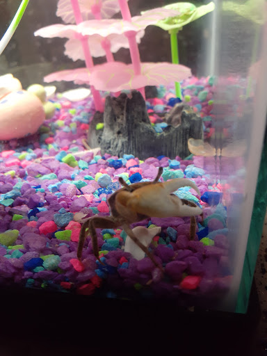 Pet Store «Fish-N-Pets Unlimited», reviews and photos, 11710 Bissonnet St, Houston, TX 77099, USA