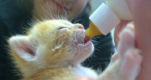 7365 SW Barnes Rd Suite H, Portland, OR 97225, USA