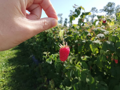 u-pick raspberries