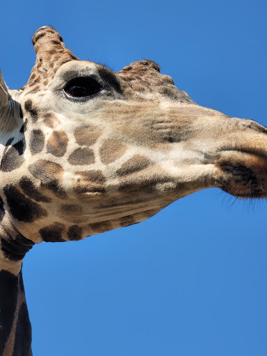 Zoo «Gulf Breeze Zoo», reviews and photos, 5701 Gulf Breeze Pkwy, Gulf Breeze, FL 32563, USA