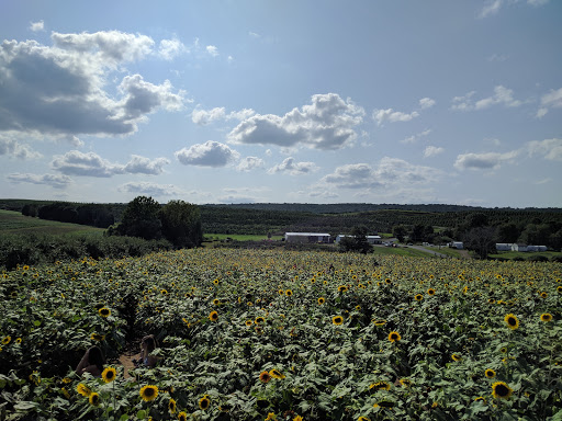 Tourist Attraction «Sunflower Maze», reviews and photos, South St, Middlefield, CT 06455, USA