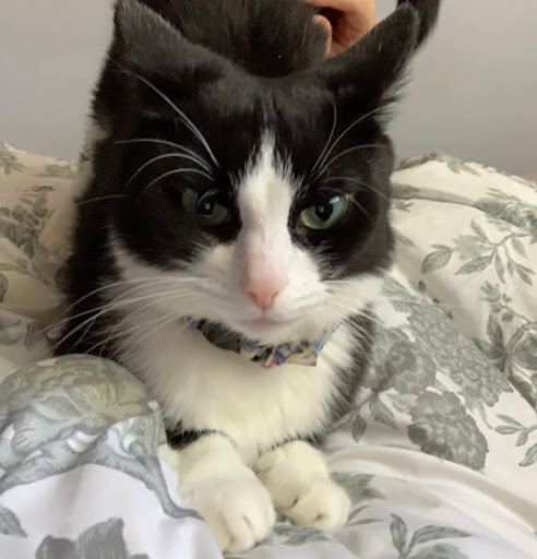 Pet Supply Store «Pet Life | Supplies, Services & Knowledge», reviews and photos, 517 S Broadway, Salem, NH 03079, USA