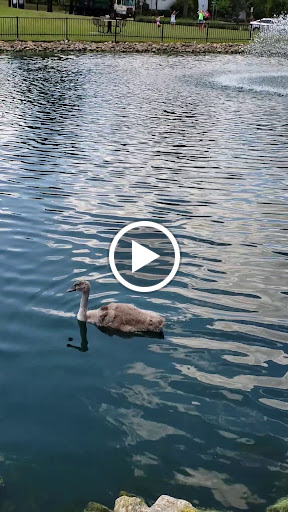 Coffee Shop «Starbucks», reviews and photos, 102 E Irving Park Rd, Itasca, IL 60143, USA