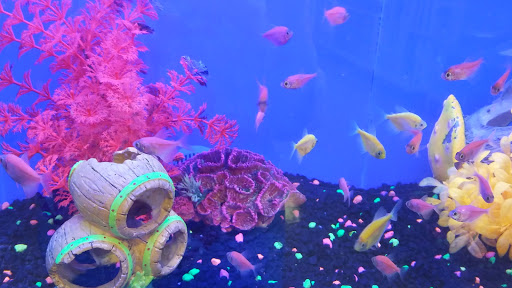 Pet Supply Store «Petco Animal Supplies», reviews and photos, 1753 St Lucie W Blvd, Port St Lucie, FL 34986, USA