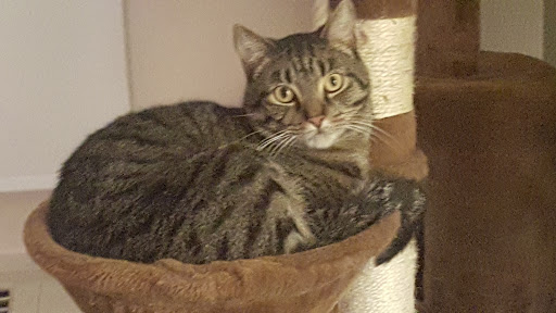 Pet Supply Store «PetSmart», reviews and photos, 1600 N Jackson St #310, Tullahoma, TN 37388, USA