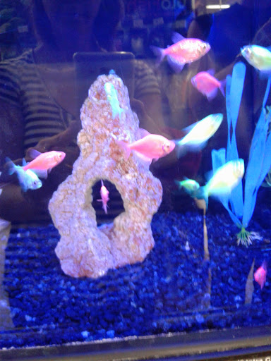 Pet Supply Store «Petco Animal Supplies», reviews and photos, 6020 Crawfordsville Rd, Speedway, IN 46224, USA