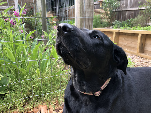 Pet Supply Store «AARF Pet Central», reviews and photos, 6570 James B Rivers Memorial Dr, Stone Mountain, GA 30083, USA