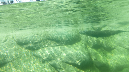 Zoo «Seneca Park Zoo», reviews and photos, 2222 St. Paul Street, Rochester, NY 14621, USA