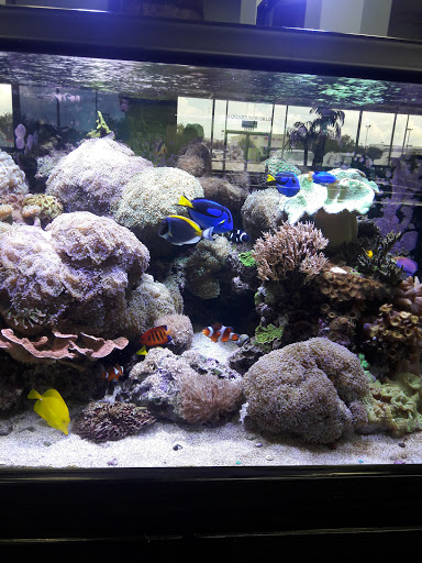 Aquarium «Aquarium World», reviews and photos, 13157 Northwest Fwy, Houston, TX 77040, USA