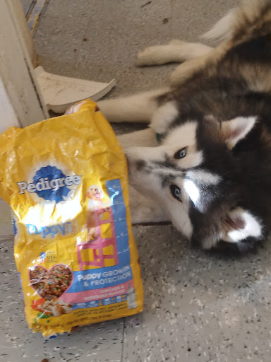 Pet Store «Pet City», reviews and photos, 108 E Burnside Ave, Bronx, NY 10453, USA