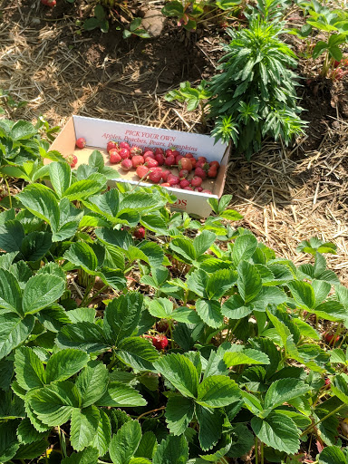 lyman orchard strawberry field