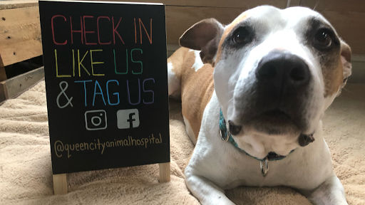 Queen City Animal Hospital