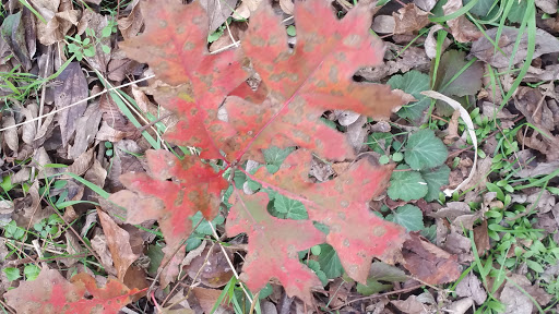 Nature Preserve «Spring Creek Forest Preserve», reviews and photos, 1770 Holford Rd, Garland, TX 75044, USA