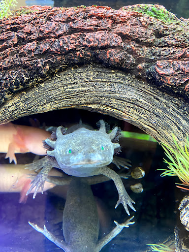 Pet Store «Woofs & Waves», reviews and photos, 5426 Arrowhead Pkwy E, Sioux Falls, SD 57110, USA