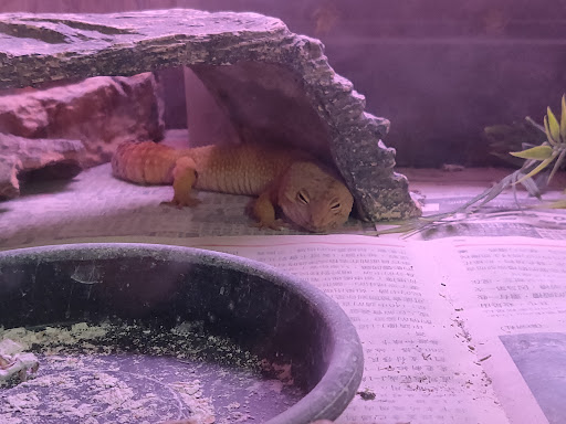 Pet Supply Store «The Animal Connection», reviews and photos, 2550 2550 Judah St & 31st Ave, San Francisco, CA 94122, USA