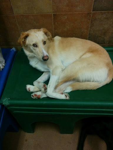 Pet Supply Store «PetSmart», reviews and photos, 4300 E Alameda Ave, Glendale, CO 80246, USA