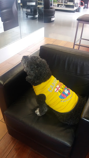 Auto Parts Store «Pep Boys Auto Parts & Service», reviews and photos, 69 W Germantown Pike, Norristown, PA 19401, USA