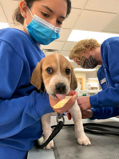 Dundee Animal Hospital of Elgin image 2