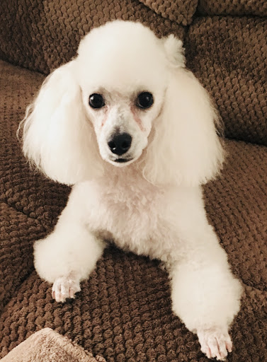 Pet Supply Store «PetSmart», reviews and photos, 1391 S Commons Dr, Myrtle Beach, SC 29588, USA