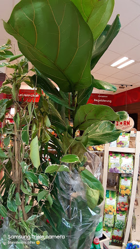 REWE