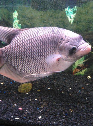 Pet Supply Store «Coral Reef», reviews and photos, 625 W Agency Rd, West Burlington, IA 52655, USA