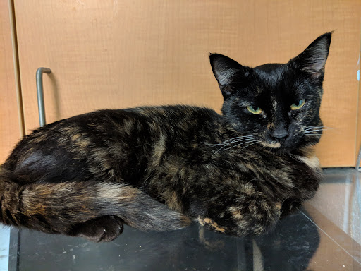 Animal Protection Organization «Charleston Animal Society», reviews and photos