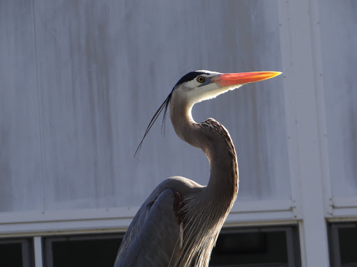 Tourist Attraction «Premier Boat Tours», reviews and photos, 100 Alexander St, Mt Dora, FL 32757, USA