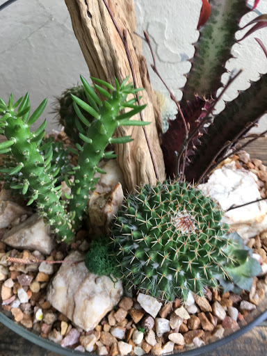 Wholesale Florist «Urban Jungle», reviews and photos, 2603 Sherman Ave NW, Washington, DC 20001, USA