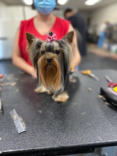 Pet Groomer «Soggy Dog Grooming And Pet Supplies», reviews and photos, 344 E 4th St, Long Beach, CA 90802, USA
