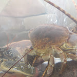 Photo n°1 de l'avis de Sandra.r fait le 20/06/2018 à 09:00 sur le  Restaurante Pulo do Lobo à Beja